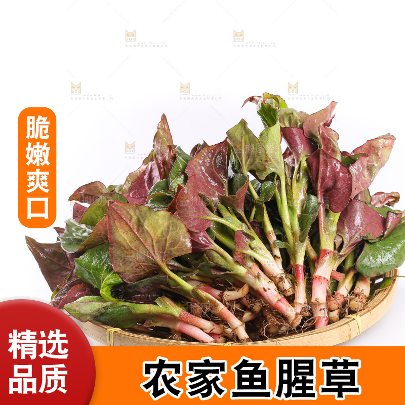 白底上的鱼腥草叶