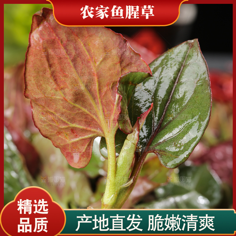 深底上的鱼腥草叶