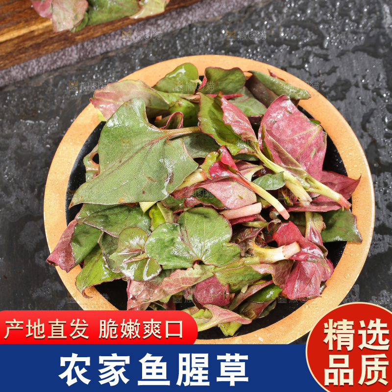 深底上的鱼腥草叶