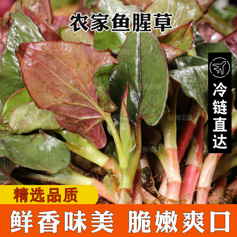 深底上的鱼腥草叶