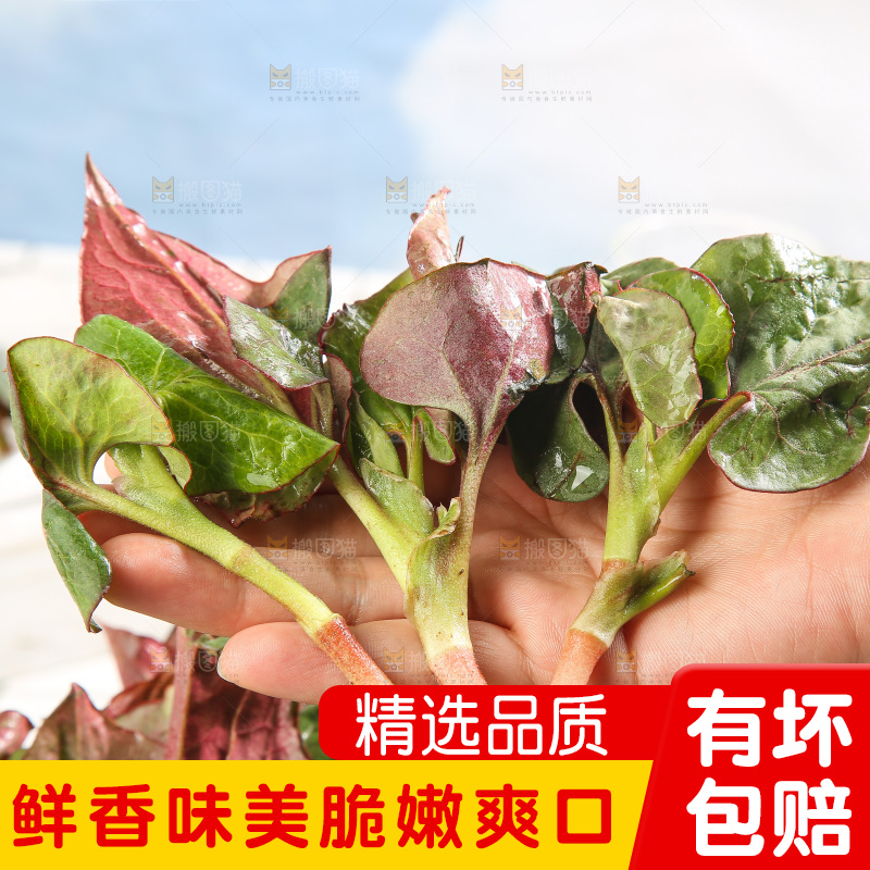 浅底上的鱼腥草