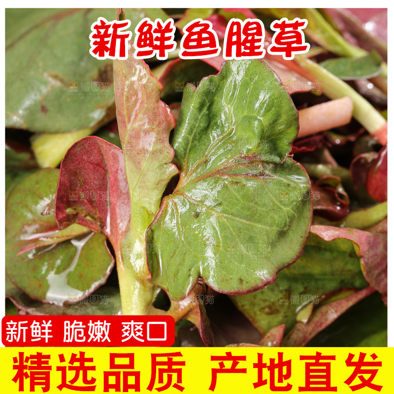 深底上的鱼腥草叶