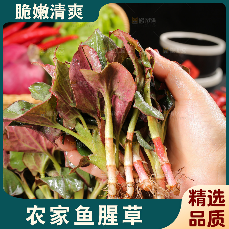 深底上的鱼腥草叶