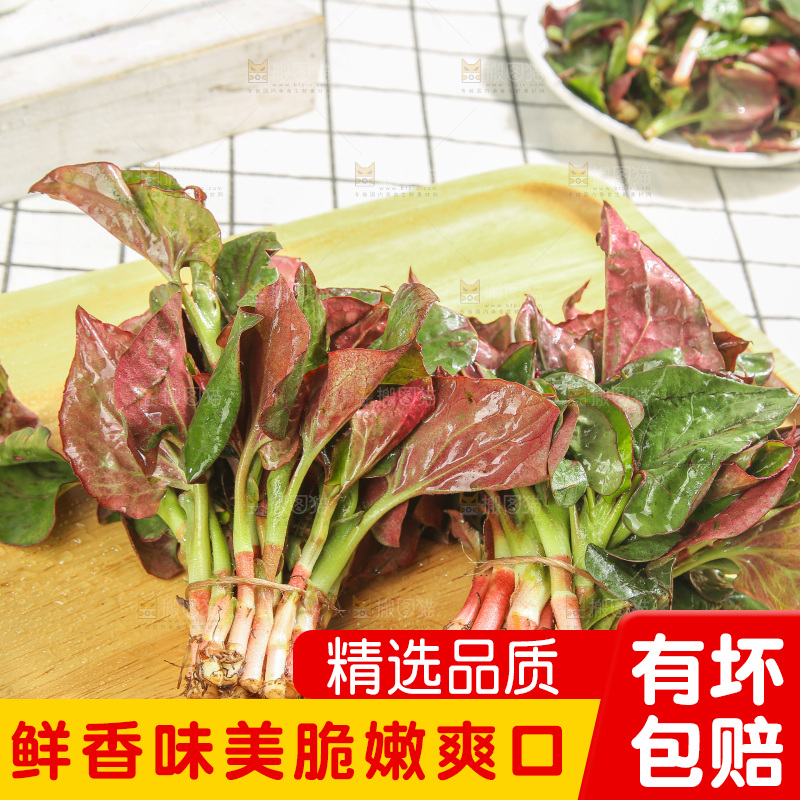浅底上的鱼腥草