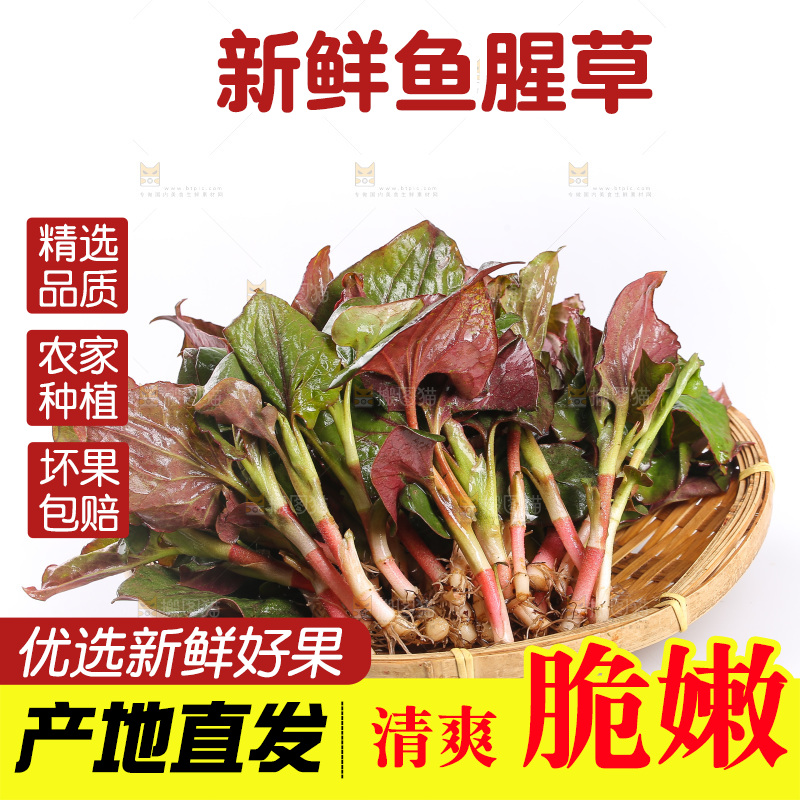白底上的鱼腥草叶