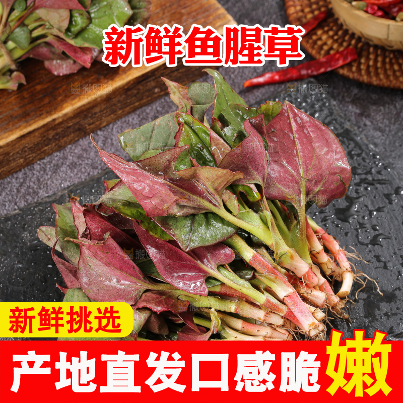 深底上的鱼腥草叶