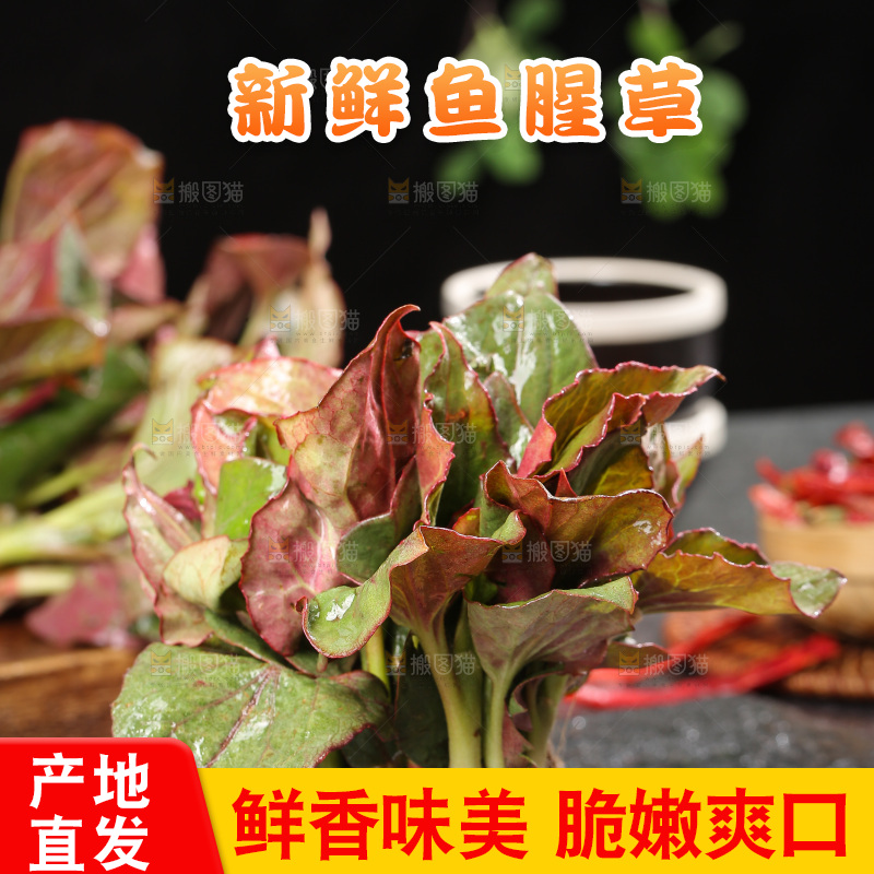 深底上的鱼腥草叶