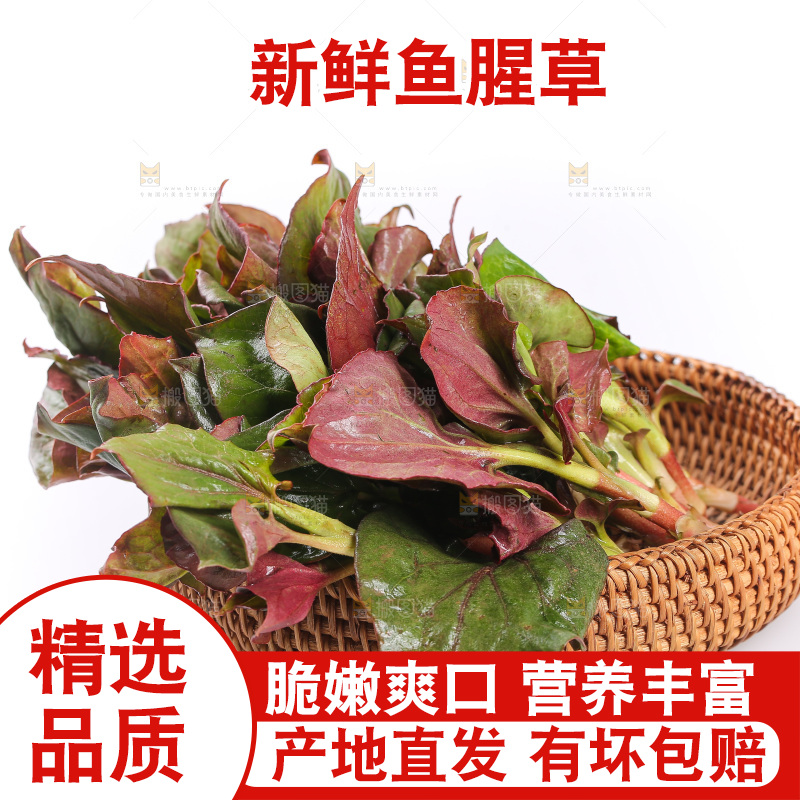 白底上的鱼腥草叶