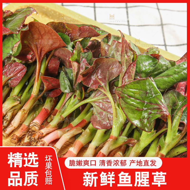 浅底上的鱼腥草