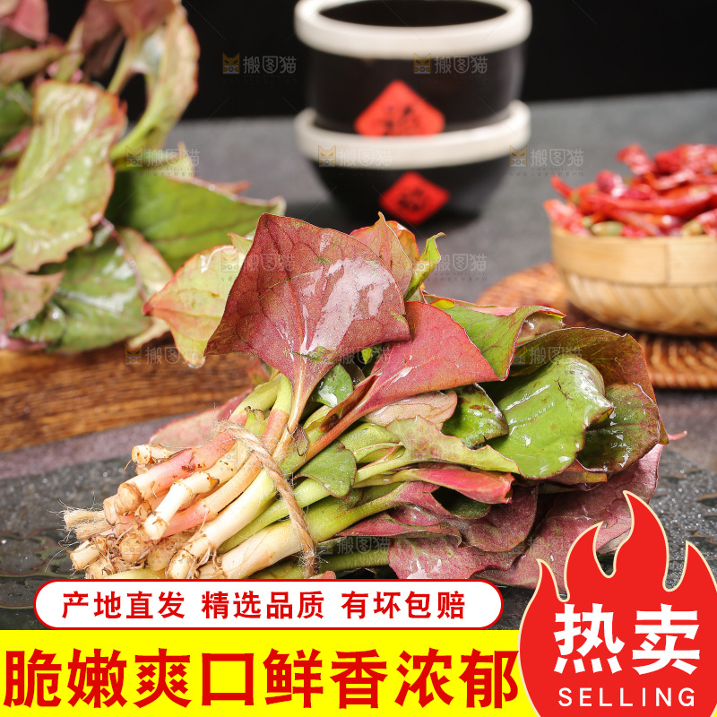 深底上的鱼腥草叶