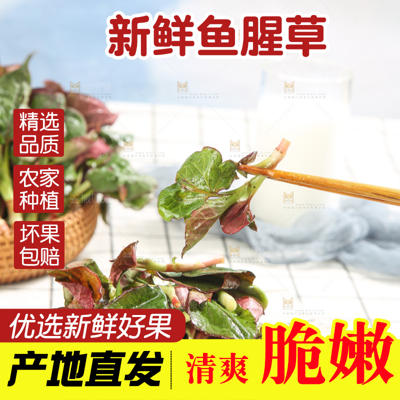 浅底上的鱼腥草