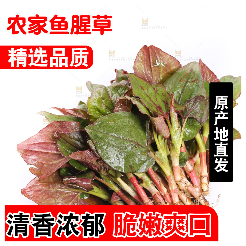 白底上的鱼腥草叶