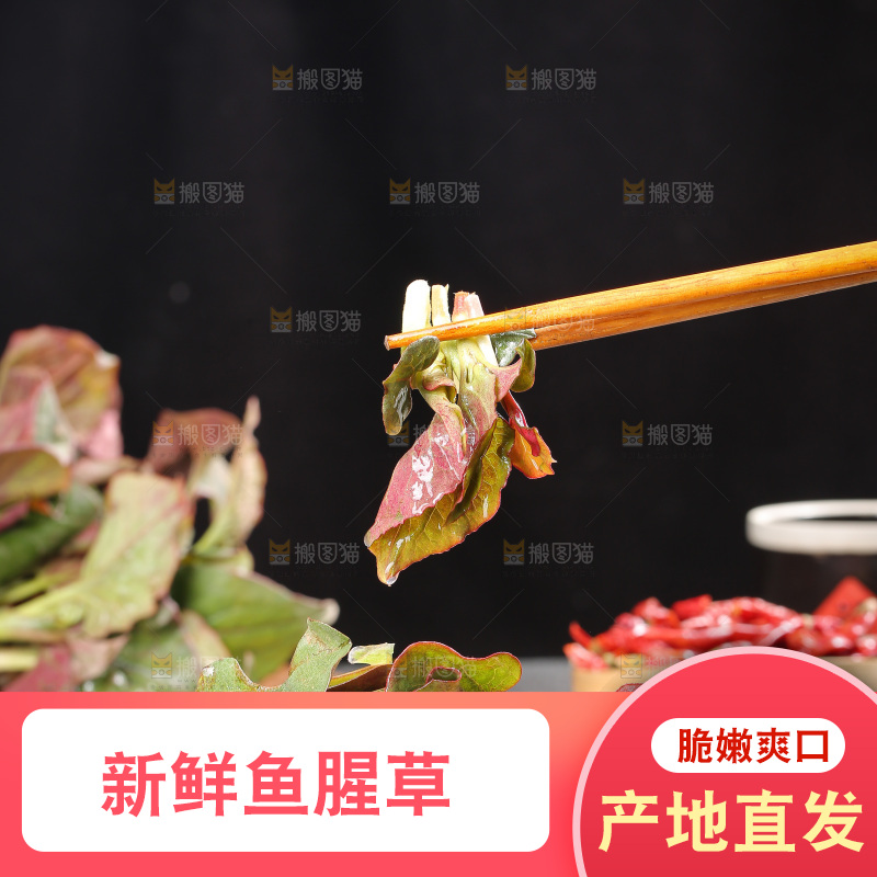 深底上的鱼腥草叶