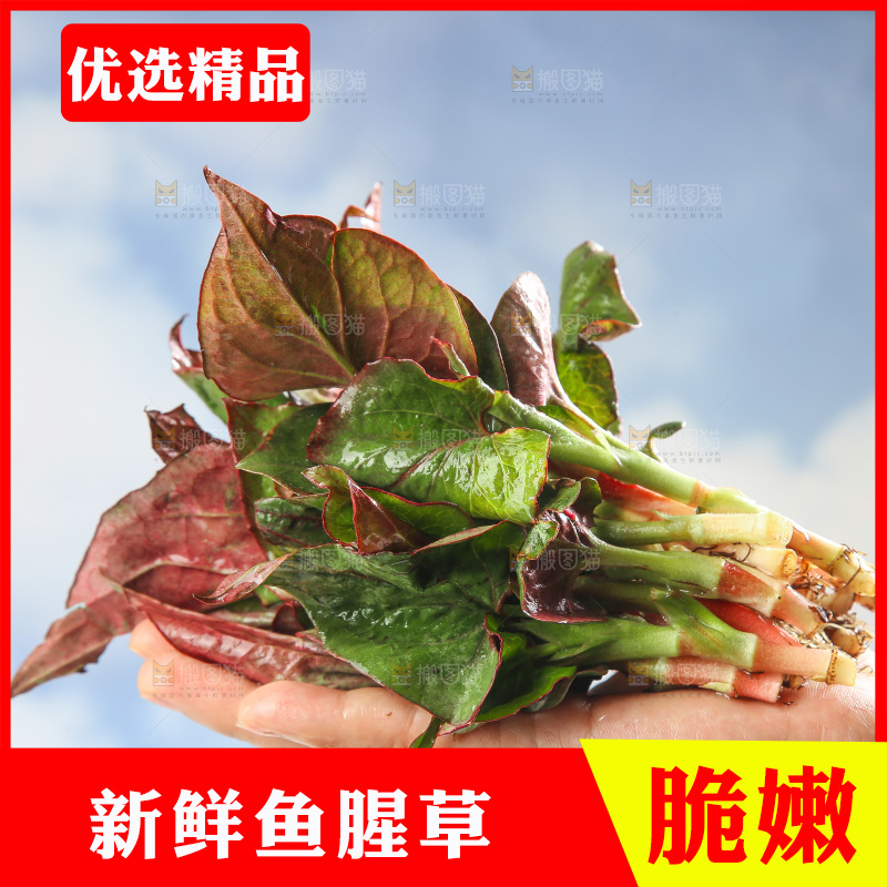 浅底上的鱼腥草