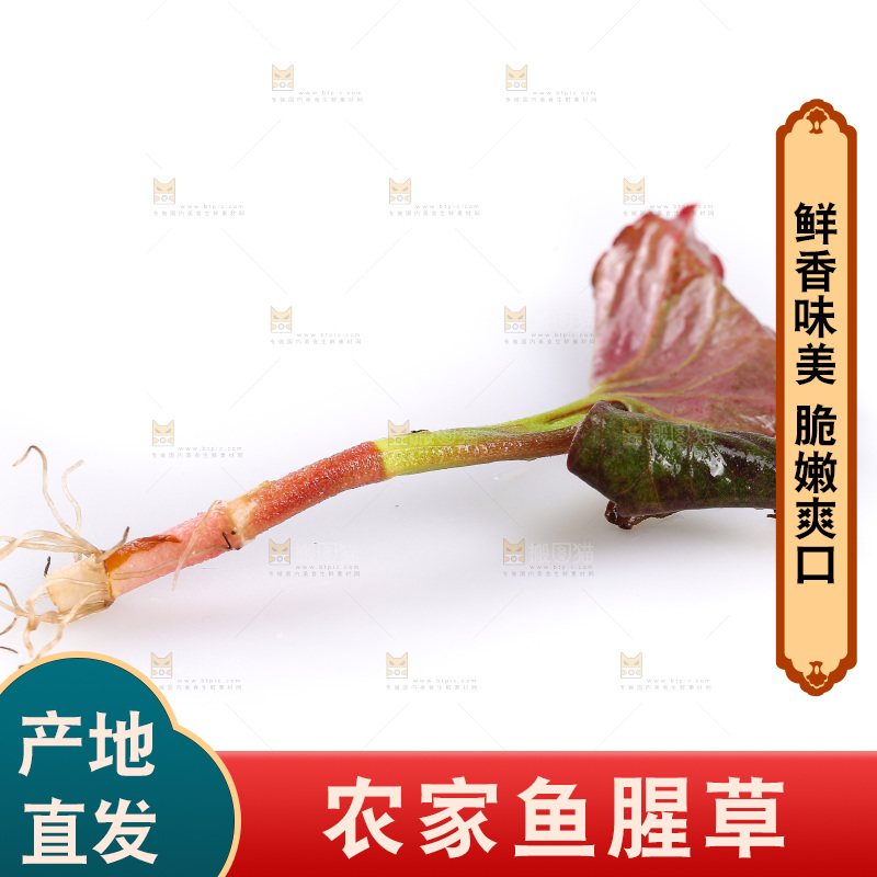 白底上的鱼腥草叶