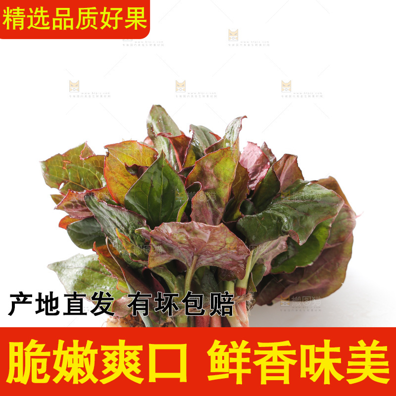 白底上的鱼腥草叶