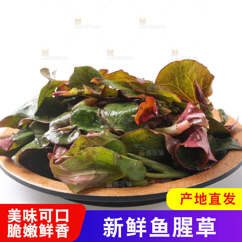 白底上的鱼腥草叶