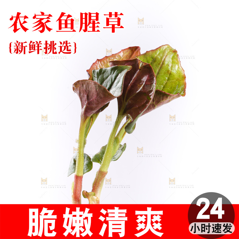白底上的鱼腥草叶