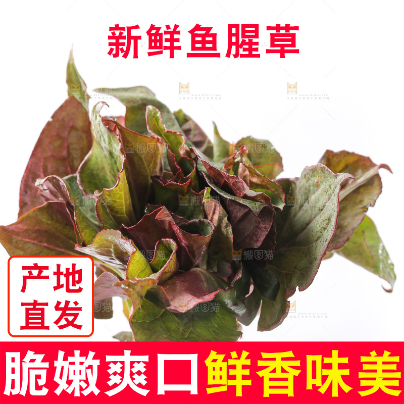 白底上的鱼腥草叶
