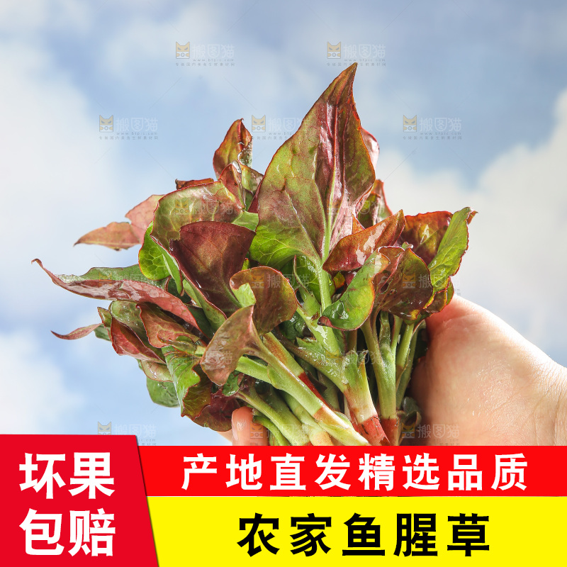 浅底上的鱼腥草