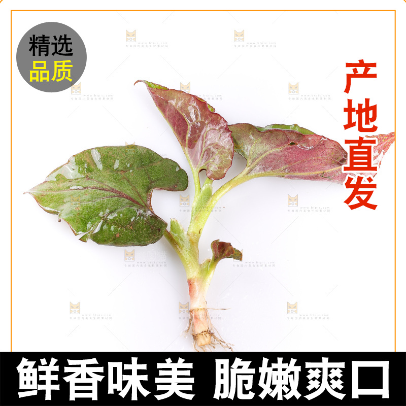 白底上的鱼腥草叶