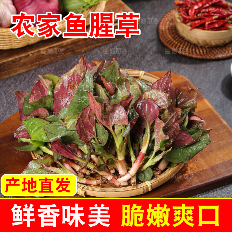 深底上的鱼腥草叶