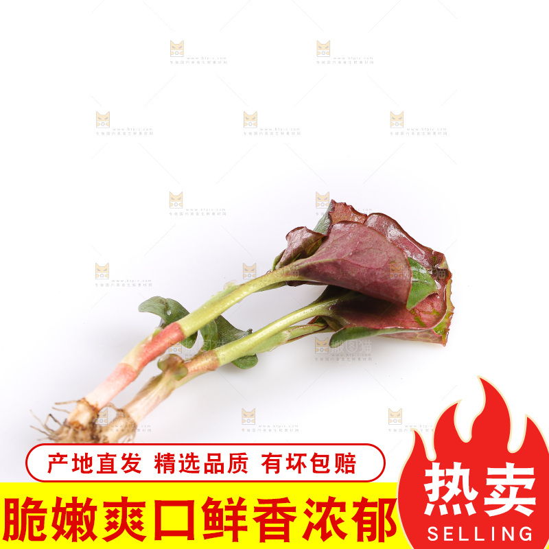 白底上的鱼腥草叶