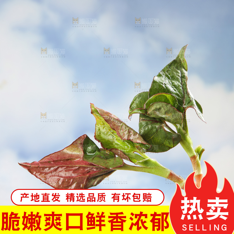 浅底上的鱼腥草