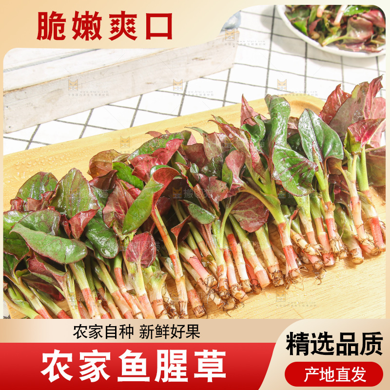 浅底上的鱼腥草