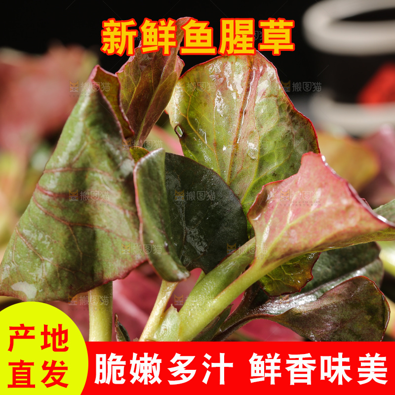 深底上的鱼腥草叶