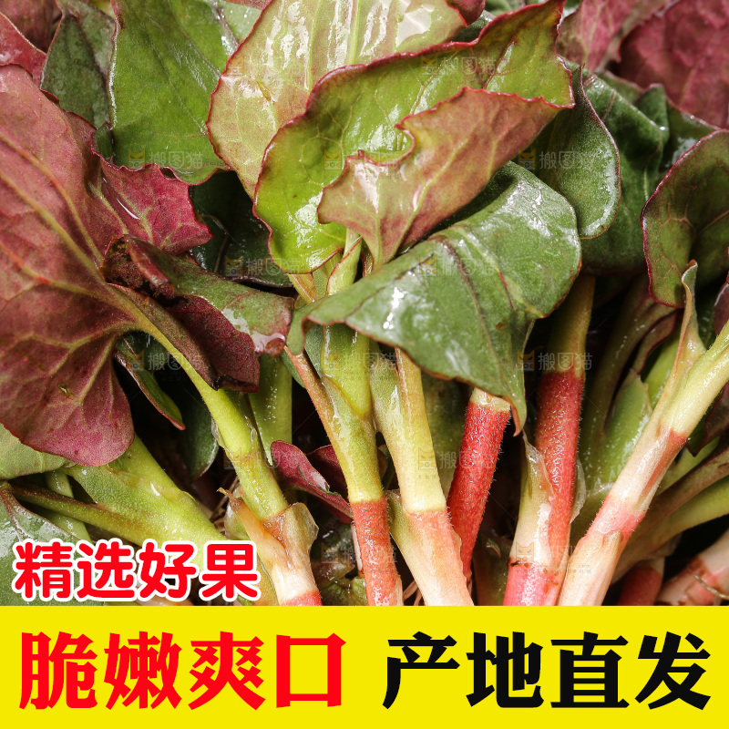 深底上的鱼腥草叶