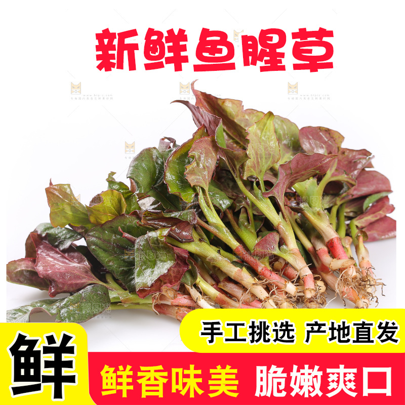 白底上的鱼腥草叶