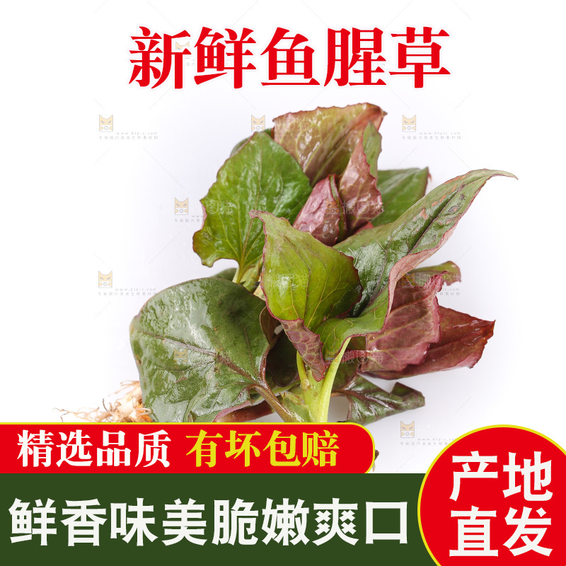 白底上的鱼腥草叶