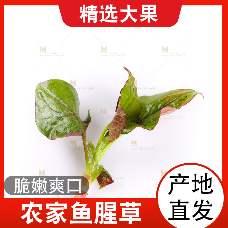白底上的鱼腥草叶