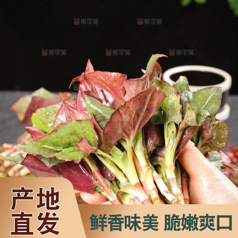 深底上的鱼腥草叶