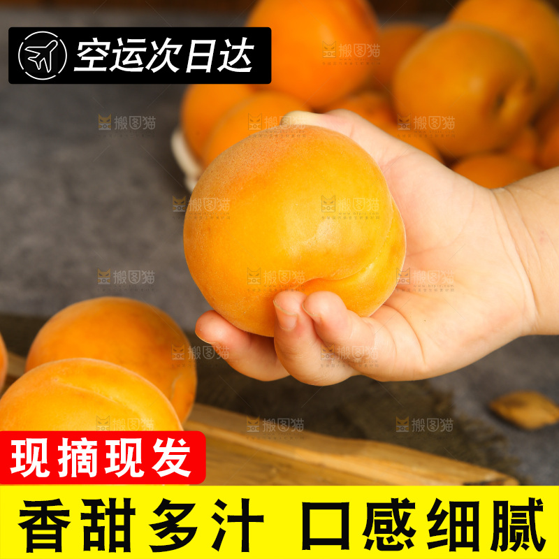深底上的大黄杏