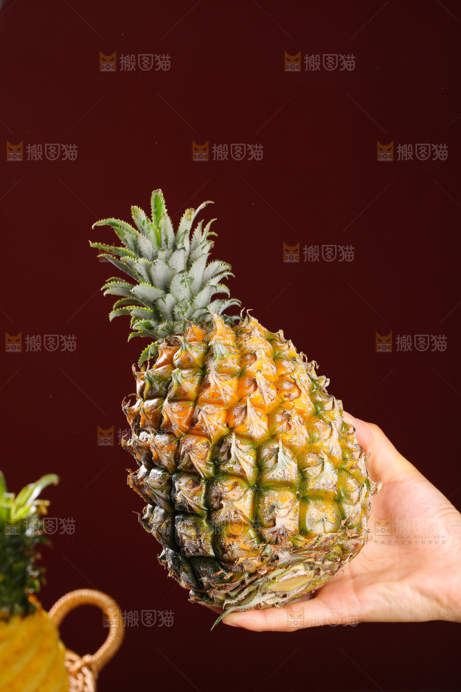 深底上的徐闻菠萝