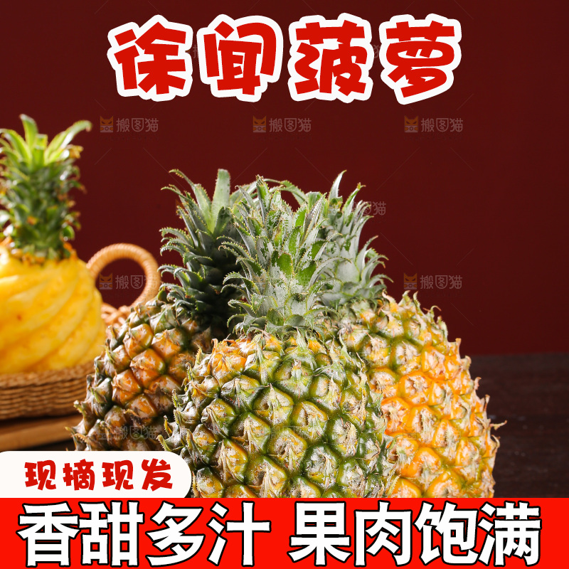深底上的徐闻菠萝