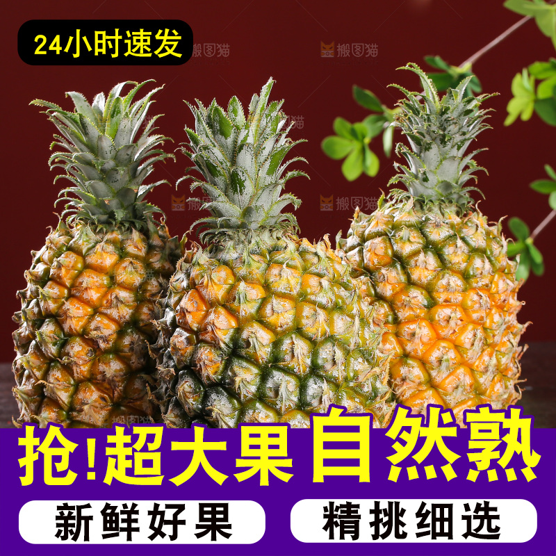 深底上的徐闻菠萝