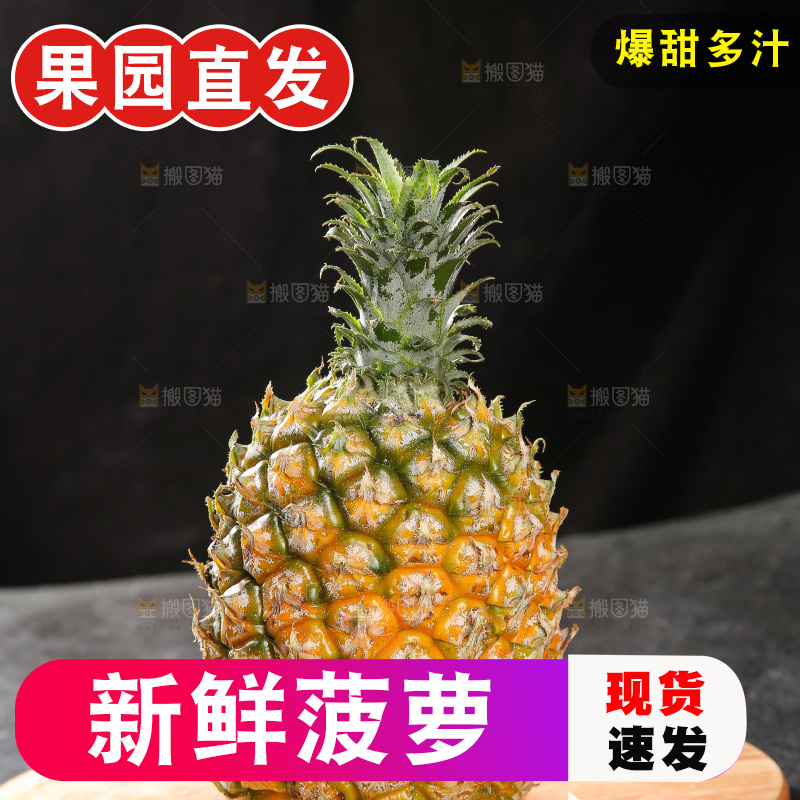 深底上的徐闻菠萝