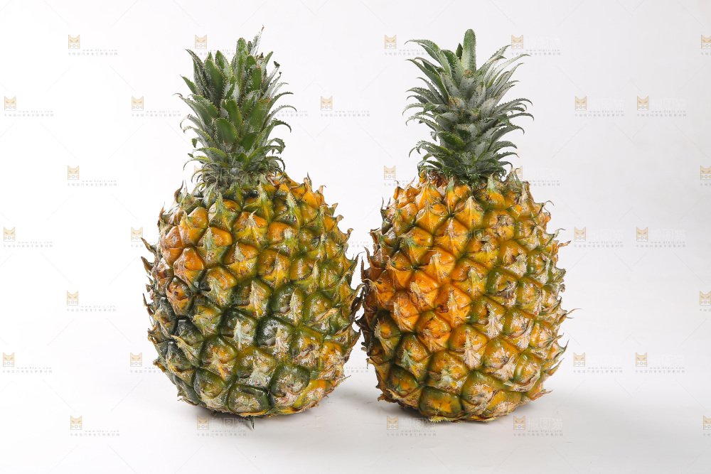 白底上的徐闻菠萝