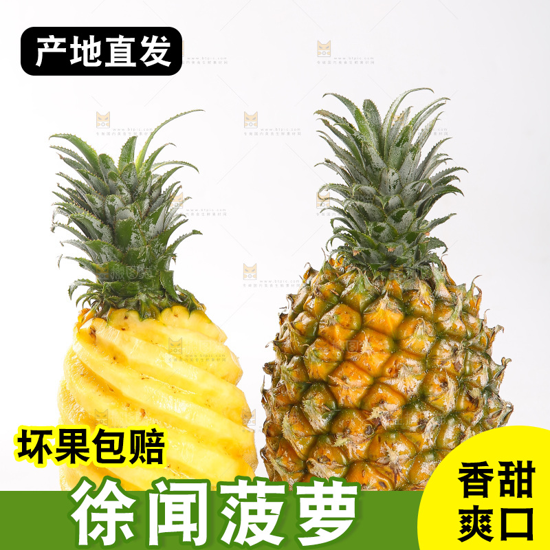 白底上的徐闻菠萝