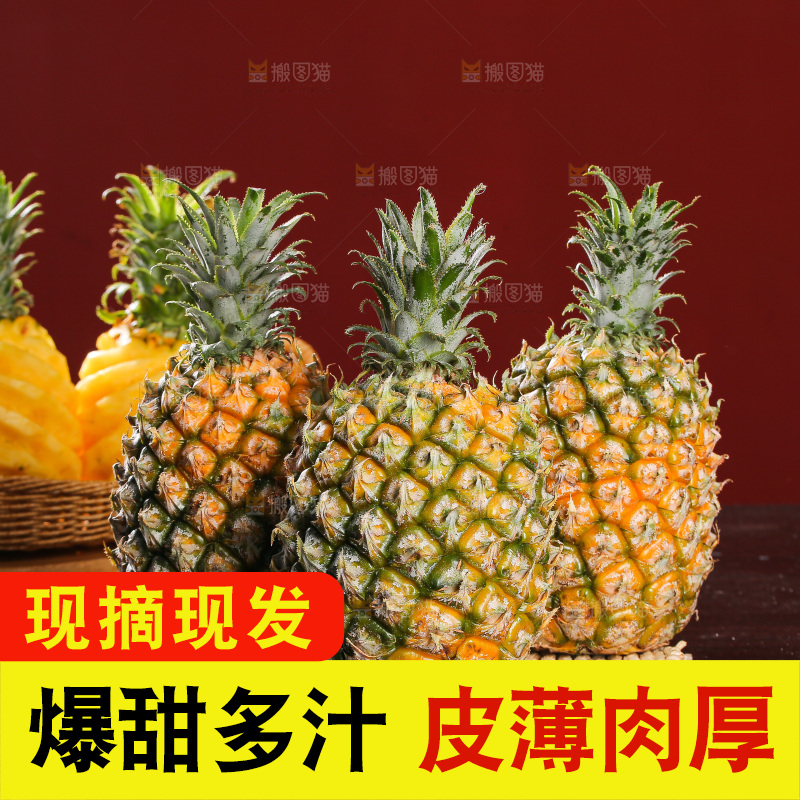 深底上的徐闻菠萝