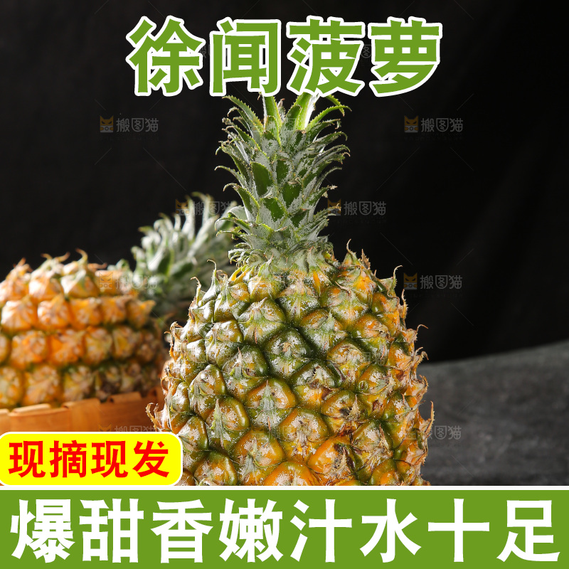 深底上的徐闻菠萝
