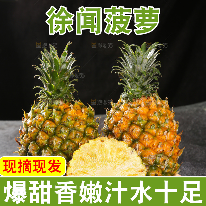 深底上的徐闻菠萝