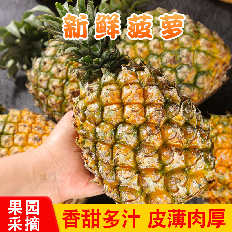 深底上的徐闻菠萝