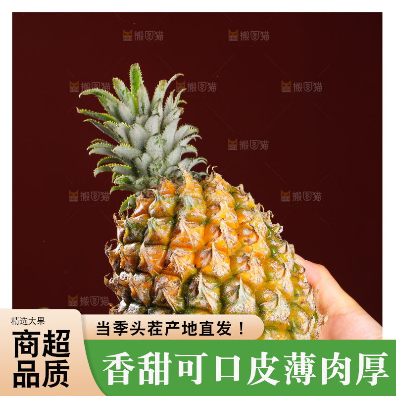 深底上的徐闻菠萝