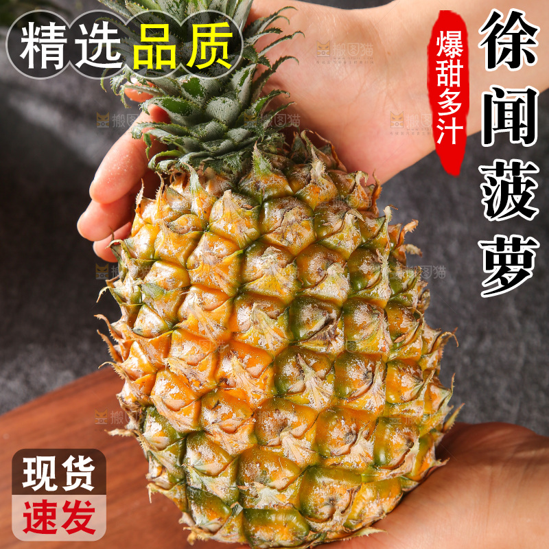 深底上的徐闻菠萝