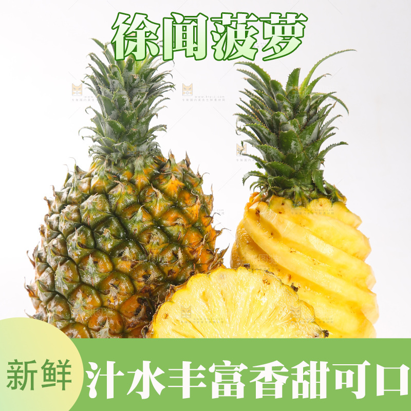 白底上的徐闻菠萝