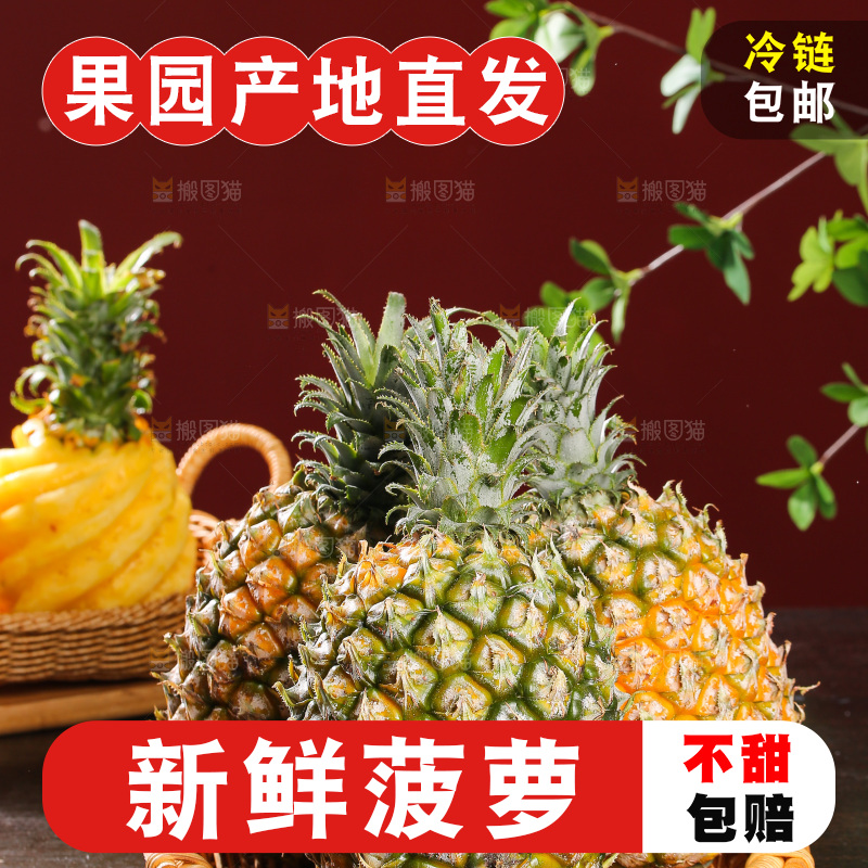 深底上的徐闻菠萝